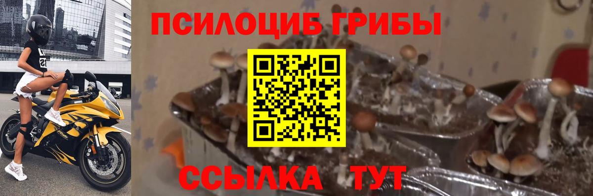 Галлюциногенные грибы Psilocybe  Псилоцибиновые грибы прущие грибы  Вход с VPN  Тихвин 